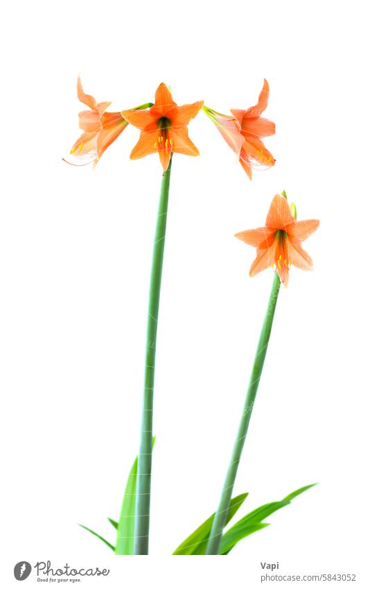 Red orange flowers Amaryllis red amaryllis isolated white background bouquet nature green stem pollen amaryllis flowers thailand yellow bright hippeastrum stalk