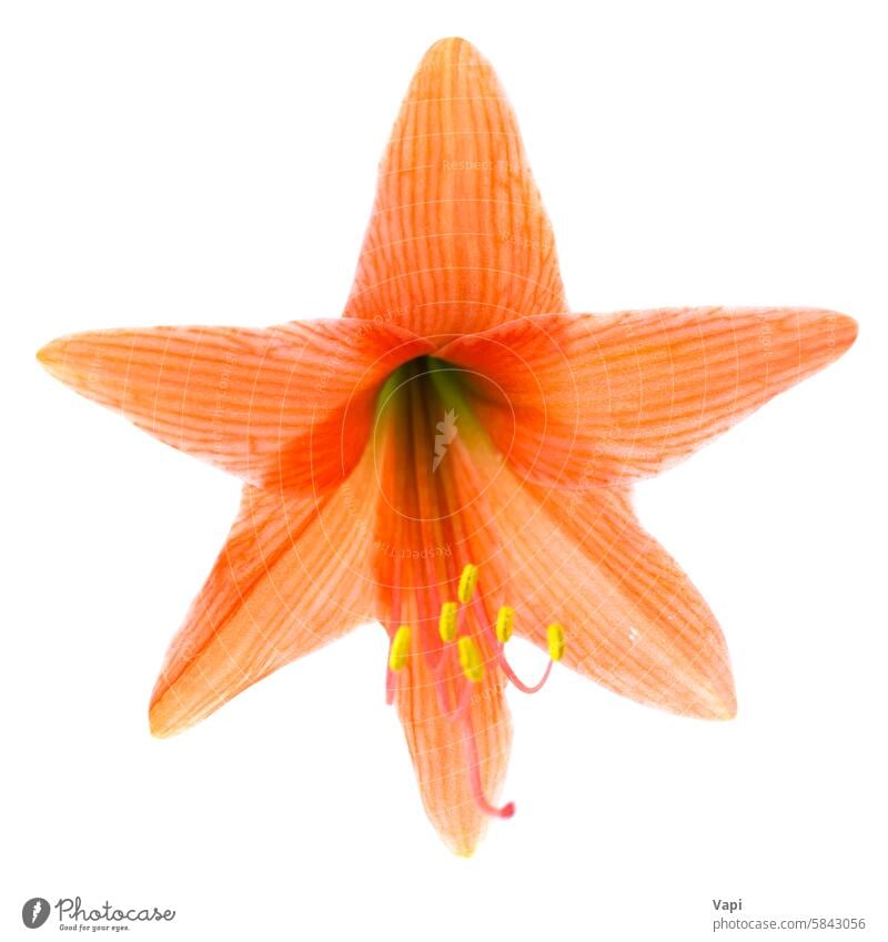 Red orange flower Amaryllis flowers red amaryllis isolated white background bouquet nature macro pollen amaryllis flowers thailand yellow bright hippeastrum