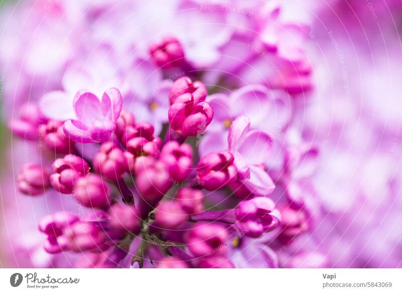 Purple lilac flowers macro background purple closeup nature pink purple background flower background plant violet floral bloom pastel beautiful spring branch