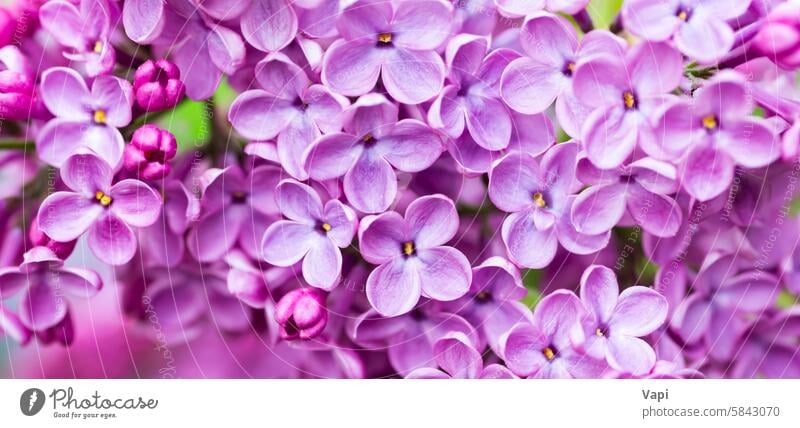 Purple lilac flowers macro background purple closeup nature pink panorama panoramic purple background flower background plant violet floral bloom pastel