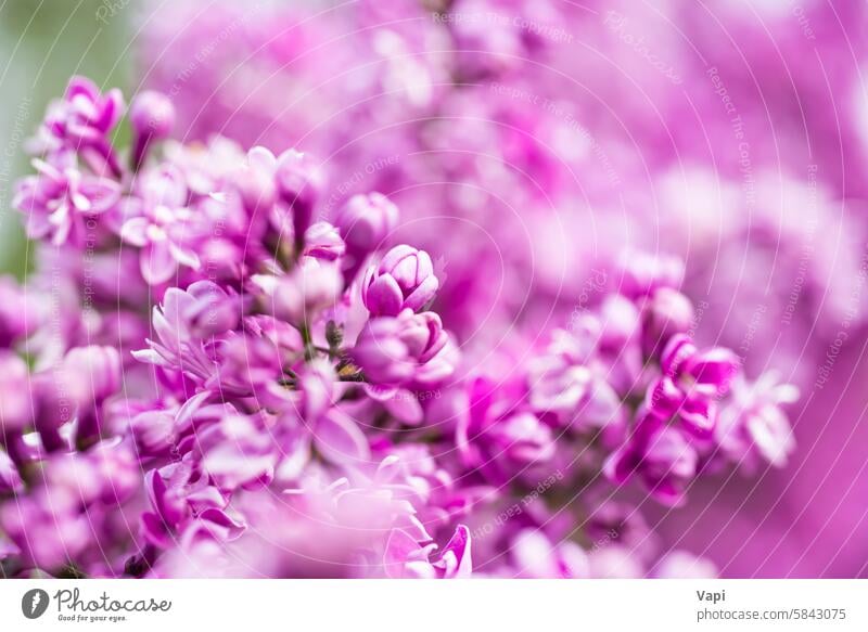 Purple lilac flowers macro background purple closeup nature pink purple background flower background plant violet floral bloom pastel beautiful spring branch