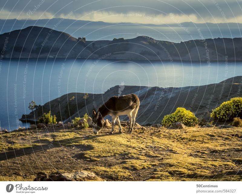 A donkey lonely in the mountains at sunset Vacation & Travel Tourism Trip Adventure Far-off places Freedom Sightseeing City trip Cruise Safari Expedition Summer