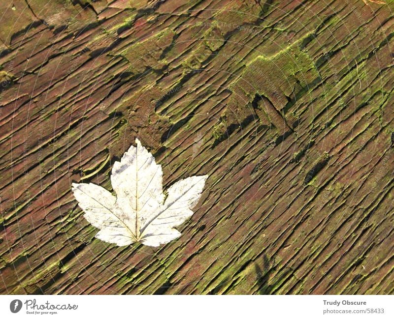 landlocked blues Foreground Surface Structures and shapes Table Tabletop Brittle Wood Wooden table Board Moss Green Yellow Red Silhouette Line Pattern Leaf Tree