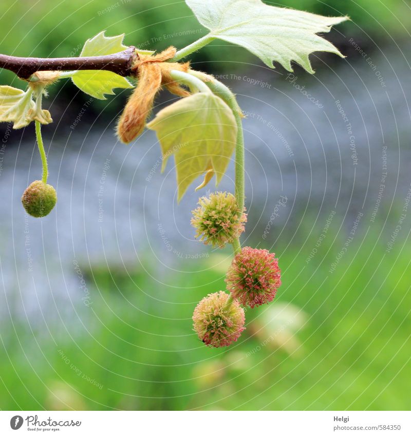 Helgiland Spring Balls... Environment Nature Landscape Plant Water Beautiful weather Tree Leaf Blossom American Sycamore Twig Park Brook Blossoming Hang Growth