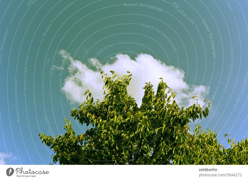 Cloud behind the cherry tree Evening Branch Tree Twilight Relaxation awakening holidays Garden Sky allotment Garden allotments Deserted neighbourhood Nature