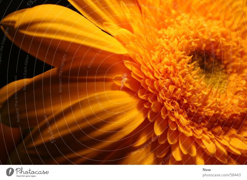 dienaturgrößtekunst Flower Yellow Gerbera Plant Sun spring Nature