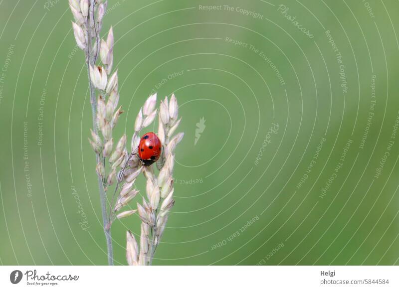 lucky beetle Ladybird Beetle Insect blade of grass Close-up Macro (Extreme close-up) Crawl Happy Nature Red Small Good luck charm Shallow depth of field