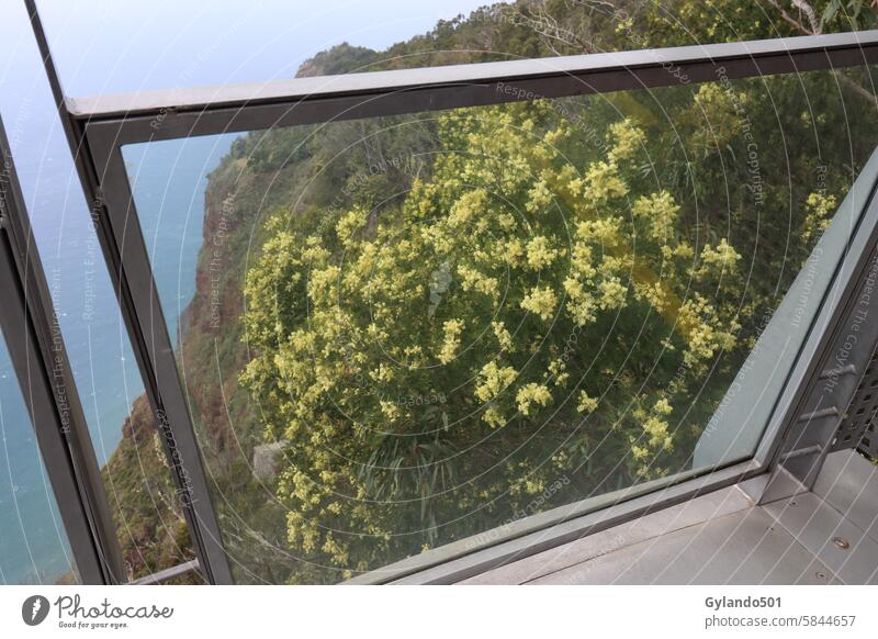 On the K(l)ippe Cliff Gabo Girao cliff Madeira shrub slope Tourism Outdoors Portugal Landscape Nature destination vacation Europe Madeira Island voyage Tree