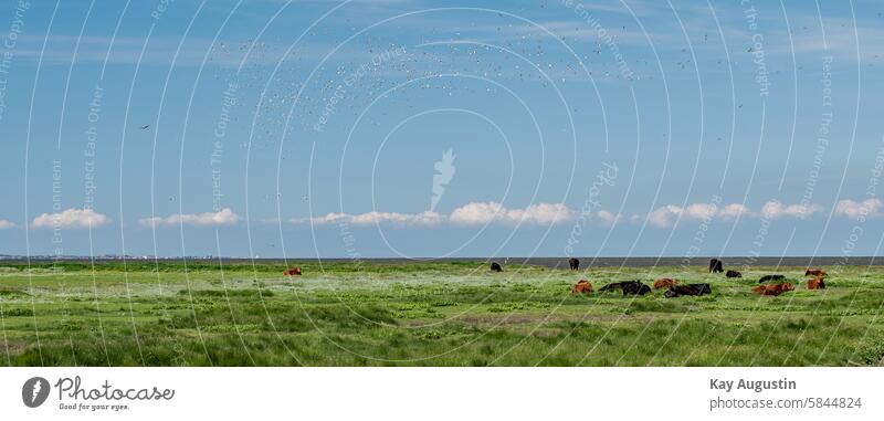 Galloway cattle in the salt marshes Galloways Free-range rearing Pastures Silvery gull birds wildlife crow coastal bird Black-headed gull landscape