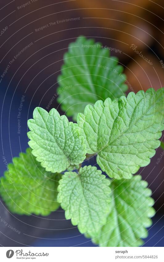 Lemon balm Lemon Balm Plant herbaceous medicinal herb Comforting Tea leaves Stalk Close-up macro Green Melissa officinalis homeopathy Medicine vegetation