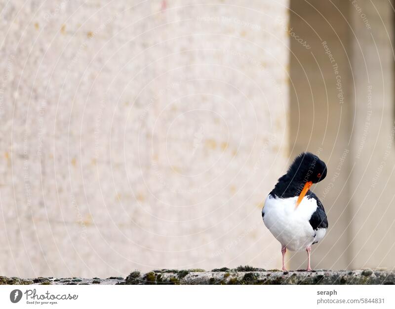 Oystercatcher grooming its feathers Oyster catcher Hallig Stork Haematopus ostralegus polish plumage care feather care Beak Cleaning Bird North Sea coastal bird