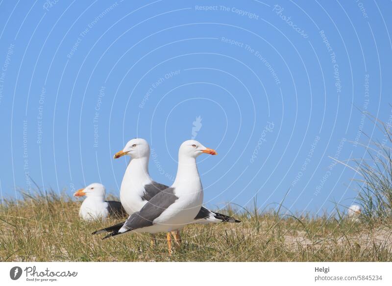 3 herring gulls on the Heligoland dune Seagull Lesser black-backed gull Bird Helgoland Island duene Animal Exterior shot Colour photo Nature Wild animal Day