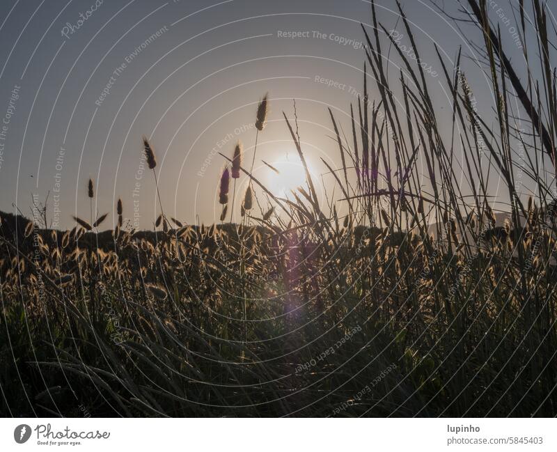 Grasses in the morning sun grasses morning light Sun Nature Back-light Deserted early Landscape morning mood Exterior shot Light Sunrise Idyll vacation travel