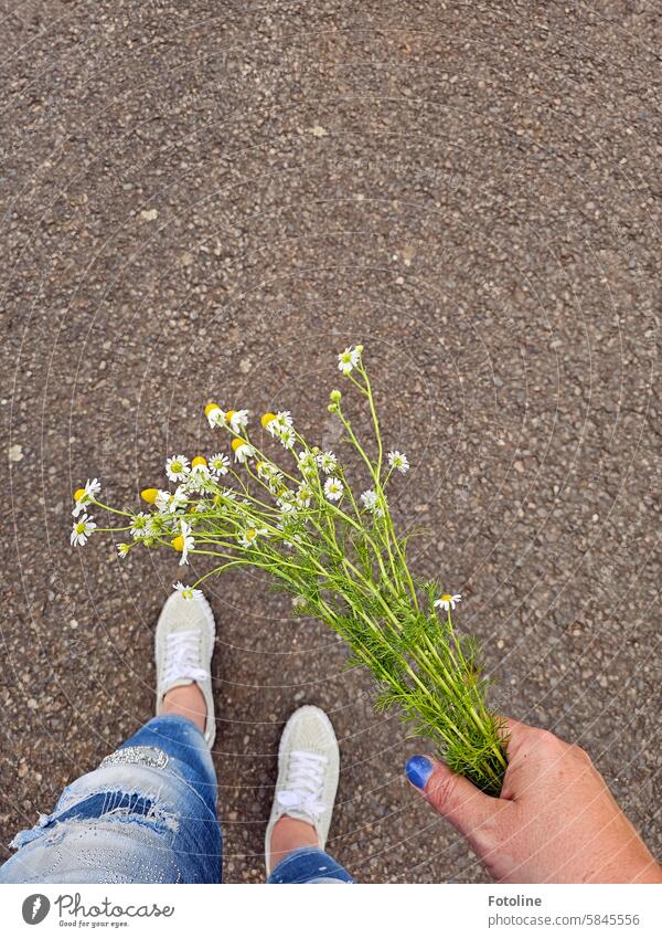 I have collected chamomile, a handful. I proudly carry my find home. I make tea from it. Chamomile Plant Flower Summer Blossom White Yellow Green Hand Fingers