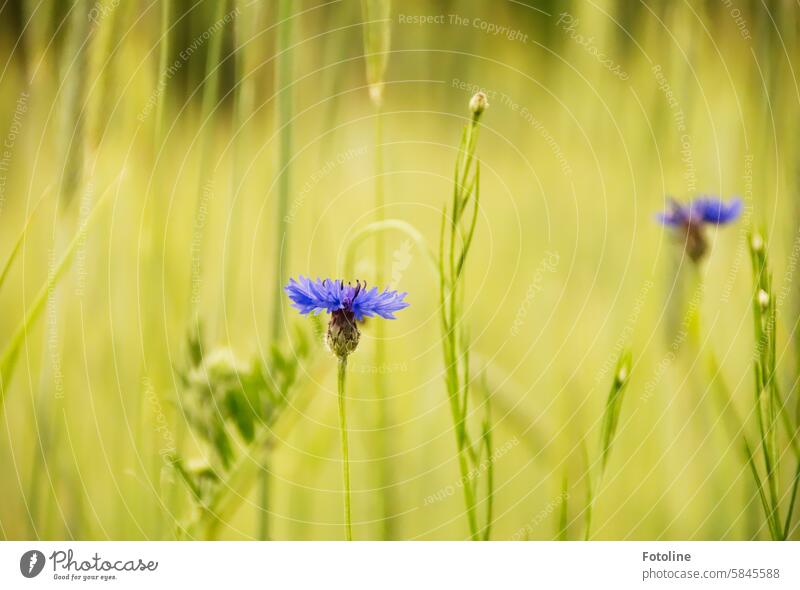 Cornflowers in a field Flower Blue Summer Blossom Plant Nature Exterior shot Colour photo Wild plant Blossoming Field Green