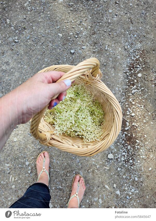 I've collected a few elderflowers and put them in my basket. Tea, syrup, let's see what happens. elderberry blossoms Blossom Elderflower White Basket Harvest