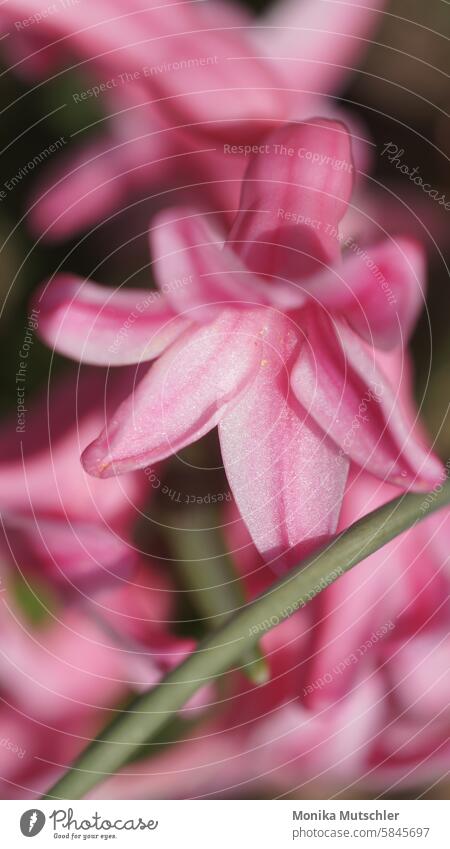 Happiness Blossom Pink Nature Blossoming pretty blossom Colour photo Delicate Bud Spring Tree Spring fever naturally Plant Garden Growth Exterior shot Fragrance