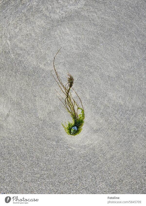 The algae wraps itself around a stone at low tide on the beach like a small work of art Stone Beach Sand beach sand Water Low tide Ocean coast North Sea Tide