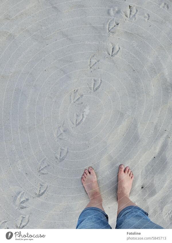 Let's see where the seagull's footprints take me. Then I'll run after it and leave my own tracks. Sand Beach Tracks Footprint Barefoot Feet Vacation & Travel