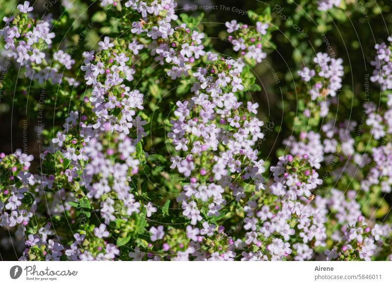 Just one photo - before it fades! Thyme Honey flora salubriously tasty pale pink pale purple tastily nationwide blossom fragrant herb bed Many Blossom blossoms