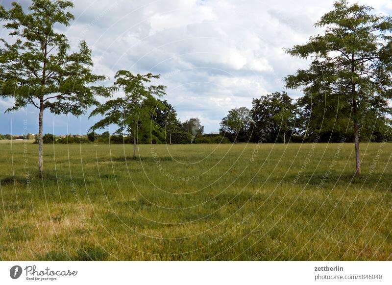 Meadow, trees, Tempelhofer Feld Berlin Far-off places Trajectory Airport Airfield Freedom Spring Sky Horizon Deserted taxiway Skyline Summer Mirror image