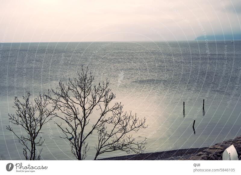 View of the Baltic Sea at dusk Rügen Ocean Water trees Tree Twilight Horizon Moody Spring Summer vacation Tourism holidays Trip relaxation Relaxation