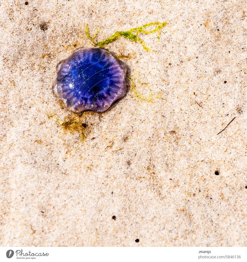 jellyfish Sand Animal Beach Jellyfish Blue coast Nature Ocean pass away Environment Medusa Summer North Sea Flotsam and jetsam Dead animal