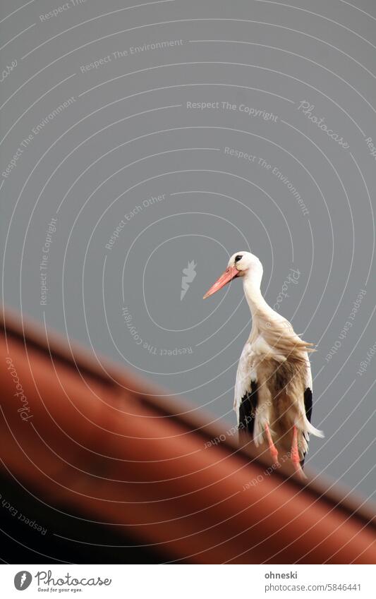 Stork on the roof of a house Roof Wind Animal Bird White Stork Exterior shot Animal portrait Wild animal Copy Space top Full-length