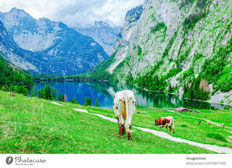 Idyllic landscape backdrop. Cows in the mountains at Obersee. Königssee, in the Berchtesgadener Land, Bavaria, Germany idyllically Landscape scenery cows