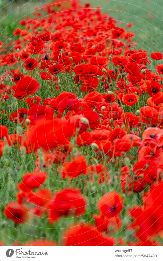 Poppies in bloom at the edge of the field Poppy Poppy blossom poppy flower Margin of a field Field margins Summer Blossom Red Corn poppy Exterior shot Deserted