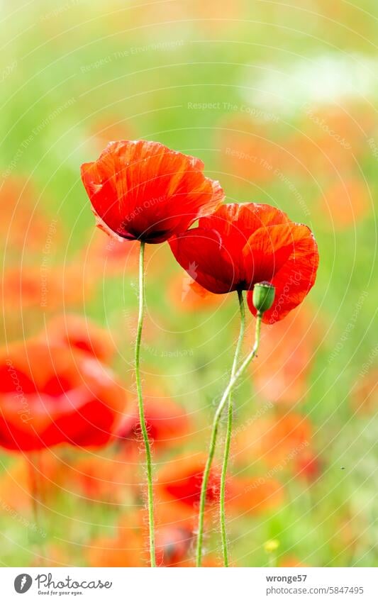 Poppies in bloom at the edge of the field Poppy poppy blossoms poppy flower Margin of a field Blossoming Close-up Summer Poppy blossom Plant Deserted