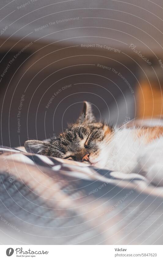 Tired colored house cat lying and sleeping in bed. Cute and sleepy pets. Gaining strength for the next part of the day tired fluffy mammal striped kitten