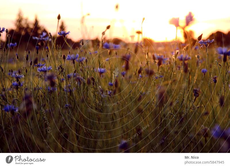 summer meadow Cornfield Summer Blossoming wild flowers Field flowers Meadow naturally fragrant Summery Cornflower Meadow flower Fresh Wild plant Fragrance