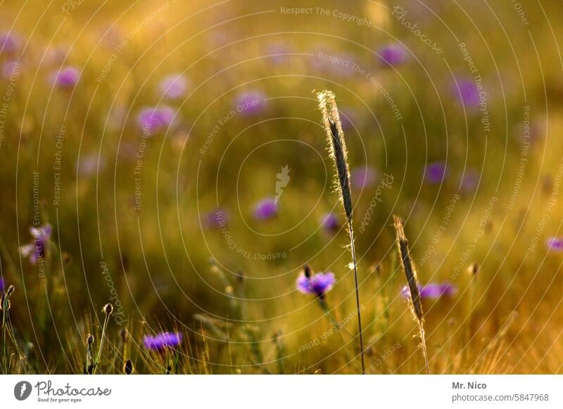 summer meadow Nature Environment Plant Summer Landscape Field Cornfield Summer's day Warmth Flower meadow Grass Fresh Wild plant Fragrance Meadow flower