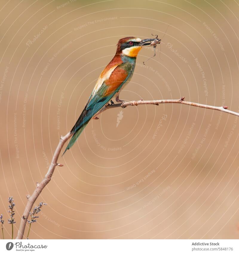 European bee-eater, Merops apiaster, catching a grasshopper european bee-eater merops apiaster bird wildlife nature perch twig vibrant colorful beak feather