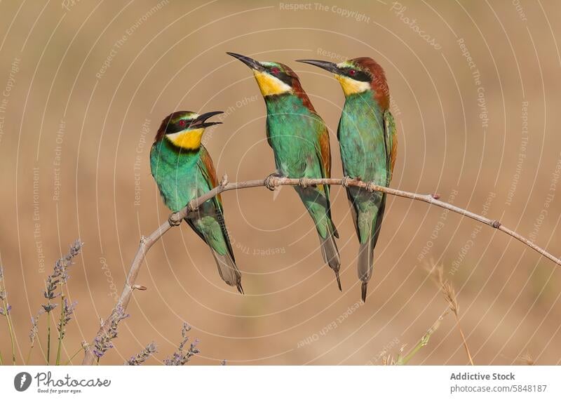 Three European bee-eaters perched on a branch in natural habitat european bee-eater merops apiaster bird wildlife nature colorful feather twig group three