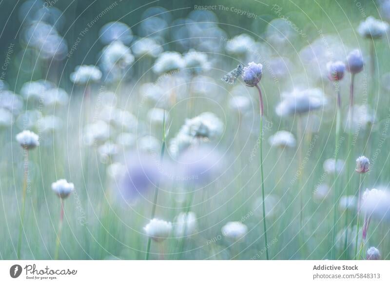 Dreamy meadow with greenish white butterfly on flower tranquil dreamy serene wildflower purple soft-focus nature insect rest peaceful bokeh gentle light