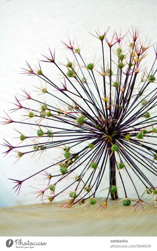 allium Evening blossom Blossom Dark Twilight Relaxation awakening holidays Garden allotment Garden allotments bud Deserted neighbourhood Nature Plant