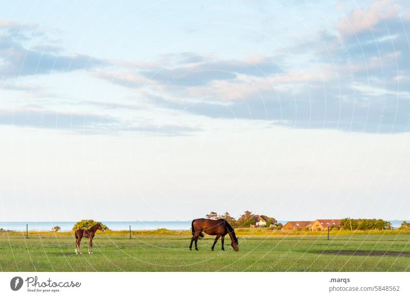 mother & child Willow tree To feed Horse Animal Farm animal Grass Clouds Sky Environment Idyll Stand Landscape Nature Full-length tranquillity Horizon Summer