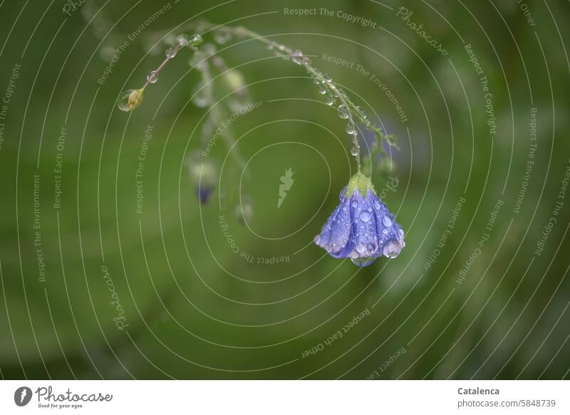 It's raining, wet linen blossom Nature flora Plant Flower petals Blossom fade Garden Day daylight pretty Season wax Meadow Grass Meadow flower Linen plants