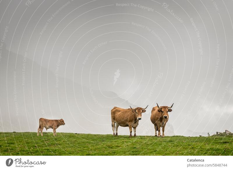 Two cows and a calf on the mountain pasture. Fog rises. Farm animal Animal Mountain Nature Day Tourism Vacation & Travel vacation Environment Landscape Sky