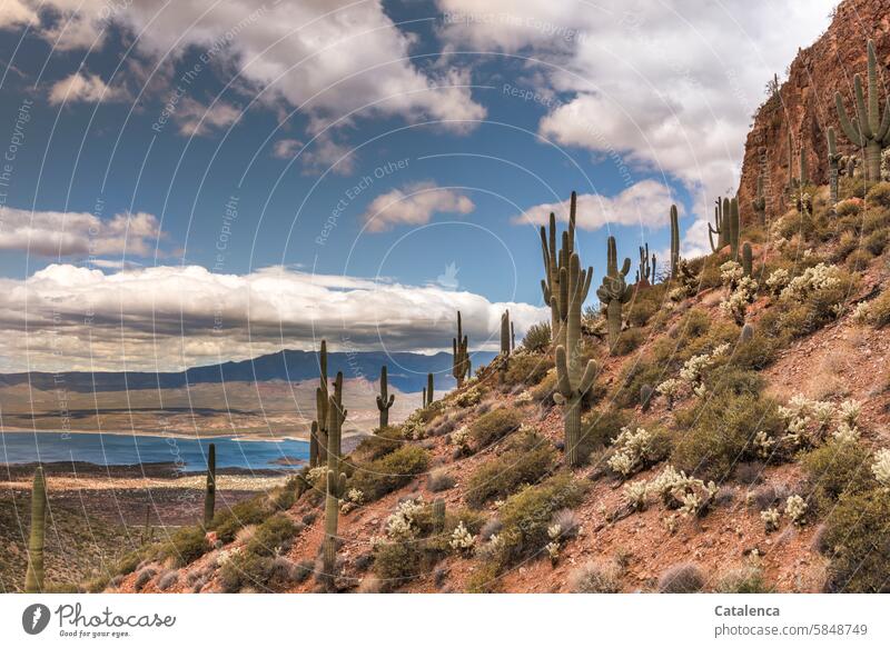 Cacti growing on the mountainside, a lake in the background Far-off places Horizon vacation Tourism Vacation & Travel Mountain Landscape Sky Environment Nature