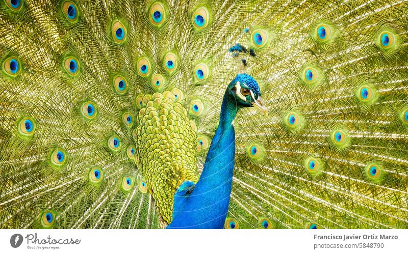 Portrait of beautiful peacock with feathers out male blue animal green peafowl tail wildlife pattern bird closeup design plumage display color beauty nature