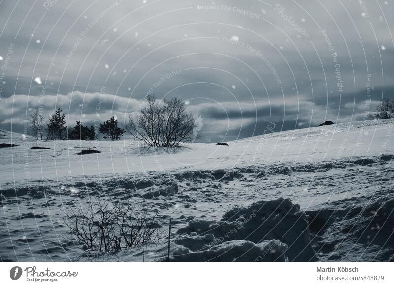 Norwegian high mountains in the snow. Bare tree in a white landscape during snowfall winter winter landscape ice cold frost magic road light lantern motif path