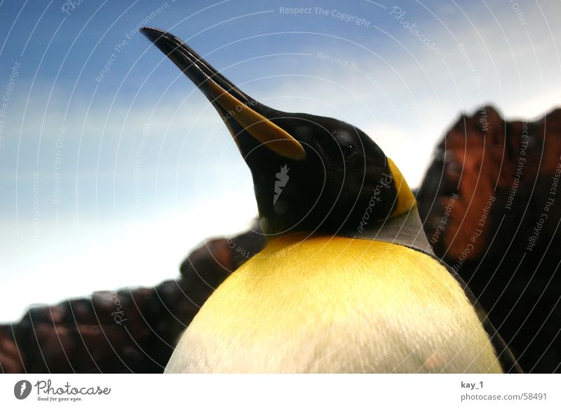 King Penguin King penguin