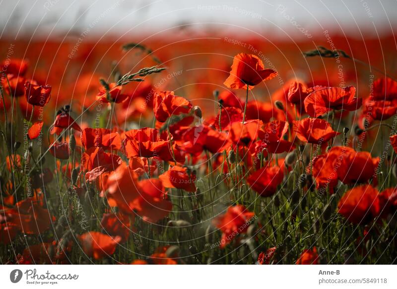 Poppy season...a piece of the poppy field in very light backlighting Poppy field Red poppy-seed red Corn poppy Blossoming The bee way intercropping