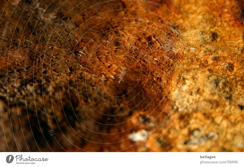 bark Tree bark Brown Surface Structures and shapes