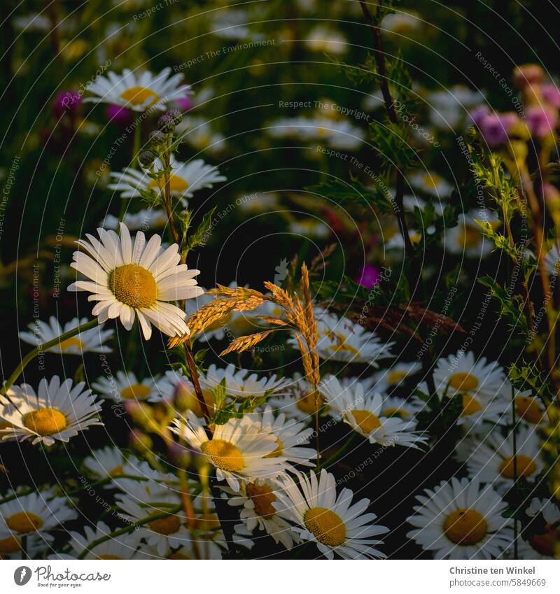 Marguerite meadow in the evening light marguerites wild flowers Summer evening wildflower meadow Blossom Shaft of light Light Illuminated Longing calm moment