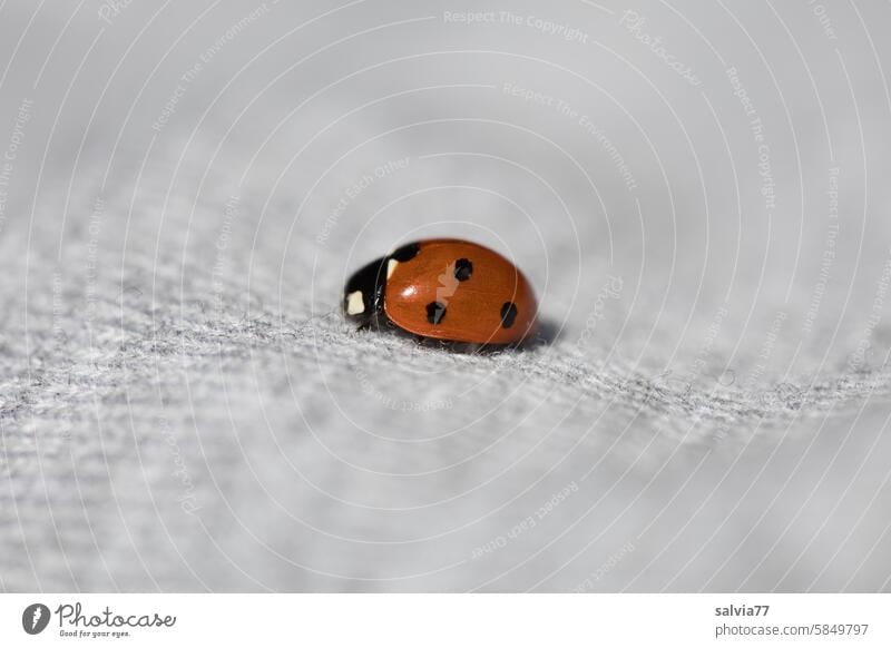 Ladybugs in close contact Ladybird Seven point Cloth Beetle Seven-spot ladybird Crawl Happy Colour photo Insect Macro (Extreme close-up) Shallow depth of field