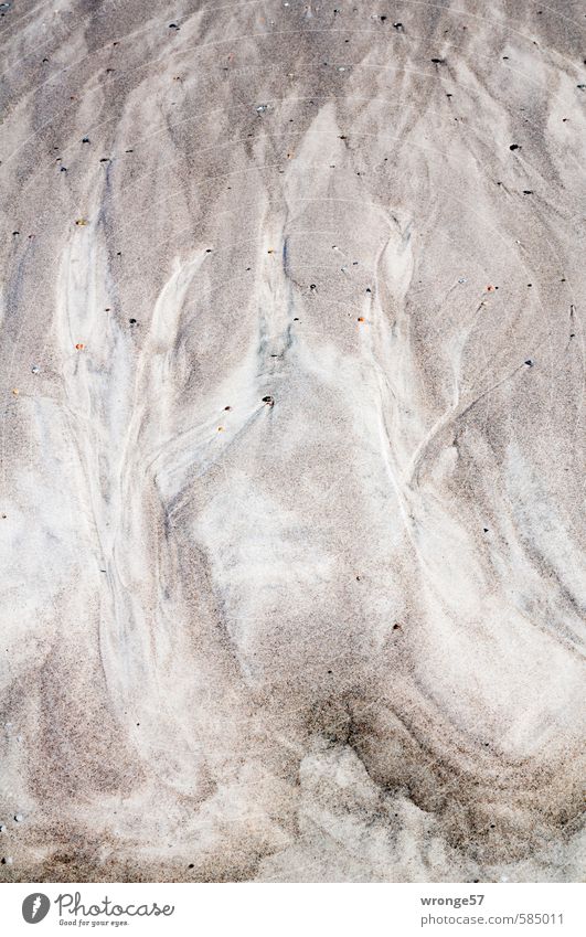 sand trees Nature Sand Summer Coast Beach Baltic Sea Island Rügen Brown Gray Sandy beach Pattern Abstract Tree Dream rinsing seam Gutter Tideway Rut Tracks